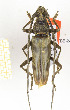  ( - CTBB-2412)  @11 [ ] Copyright © (2018) Th. Bouyer Research Collection of Thierry Bouyer