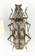  ( - CTBB-2418)  @11 [ ] Copyright © (2018) Th. Bouyer Research Collection of Thierry Bouyer