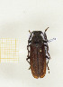 ( - CTBB-2553)  @11 [ ] Copyright © (2018) Thierry Bouyer Research Collection of Thierry Bouyer