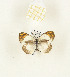  (Colotis rogersi - CTBB-2578)  @11 [ ] Copyright © (2018) Thierry Bouyer Research Collection of Thierry Bouyer
