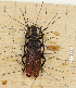  (Plectogaster schoutedeni - CTBB-2597)  @11 [ ] Copyright © (2018) Thierry Bouyer Research Collection of Thierry Bouyer
