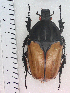  ( - CTBB-2602)  @11 [ ] Copyright © (2018) Thierry Bouyer Research Collection of Thierry Bouyer