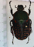  (Megalorhina harrisii haroldii - CTBB-2603)  @11 [ ] Copyright © (2018) Thierry Bouyer Research Collection of Thierry Bouyer
