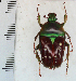  (Stephanorrhina - CTBB-2610)  @11 [ ] Copyright © (2018) Thierry Bouyer Research Collection of Thierry Bouyer