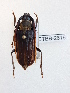  ( - CTBB-2616)  @11 [ ] Copyright © (2019) Thierry Bouyer Research Collection of Thierry Bouyer