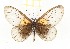  (Acraea kraka - CTBB-2642)  @11 [ ] Copyright © (2019) Thierry Bouyer Research Collection of Thierry Bouyer