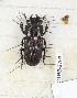  (Nigidius cribricollis - CTBB-2703)  @11 [ ] Copyright © (2019) Thierry Bouyer Research Collection of Thierry Bouyer