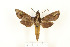  ( - CTBB-2718)  @11 [ ] Copyright © (2020) Thierry Bouyer Research Collection of Thierry Bouyer