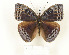  ( - CTBB-2762)  @11 [ ] Copyright © (2020) Thierry Bouyer Research Collection of Thierry Bouyer