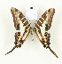  (Graphium bouyeri - CTBB-2809)  @11 [ ] Copyright © (2018) Thierry Bouyer Research Collection of Thierry Bouyer
