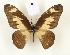  (Graphium fulleri - CTBB-2830)  @11 [ ] Copyright © (2018) Thierry Bouyer Research Collection of Thierry Bouyer