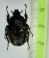  (Hypselogenia nyassica - CTBB-2874)  @11 [ ] Copyright © (2018) Thierry Bouyer Research Collection of Thierry Bouyer