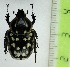 (Hypselogenia - CTBB-2878)  @11 [ ] Copyright © (2018) Thierry Bouyer Research Collection of Thierry Bouyer