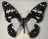  (Graphium taboranus - CTBB-2902)  @11 [ ] Copyright © (2018) Thierry Bouyer Research Collection of Thierry Bouyer