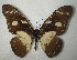  ( - CTBB-2903)  @11 [ ] Copyright © (2018) Thierry Bouyer Research Collection of Thierry Bouyer
