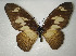  (Graphium phrynon - CTBB-2905)  @11 [ ] Copyright © (2018) Thierry Bouyer Research Collection of Thierry Bouyer