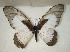  (Graphium hachei - CTBB-2906)  @11 [ ] Copyright © (2018) Thierry Bouyer Research Collection of Thierry Bouyer