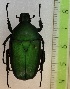 (Dicronorhina morettoi - CTBB-3001)  @11 [ ] Copyright © (2018) Philippe Léonard Research Collection of Philippe Léonard