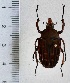  ( - CTBB-3014)  @11 [ ] Copyright © (2018) Philippe Léonard Research Collection of Philippe Léonard