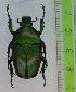  ( - CTBB-3022)  @11 [ ] Copyright © (2018) Philippe Léonard Research Collection of Philippe Léonard