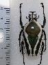  (Dicronorhina lettowvorbeeki - CTBB-3058)  @11 [ ] Copyright © (2018) Philippe Léonard Research Collection of Philippe Léonard