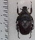  (Dicronorhina conradsi - CTBB-3060)  @11 [ ] Copyright © (2018) Philippe Léonard Research Collection of Philippe Léonard
