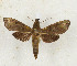  ( - CTBB-3131)  @11 [ ] Copyright © (1974) Th. Bouyer Research Collection of Thierry Bouyer