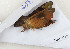  ( - CTBB-3148)  @11 [ ] Copyright © (1991) Th. Bouyer Research Collection of Thierry Bouyer