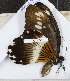 ( - CTBB-3151)  @11 [ ] Copyright © (1994) Th. Bouyer Research Collection of Thierry Bouyer