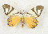  ( - CTBB-3227)  @11 [ ] Copyright © (1975) Th. Bouyer Research Collection of Thierry Bouyer