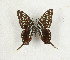  ( - CTBB-3234)  @11 [ ] Copyright © (1982) Th. Bouyer Research Collection of Thierry Bouyer
