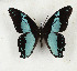  ( - CTBB-3240)  @11 [ ] Copyright © (1988) Th. Bouyer Research Collection of Thierry Bouyer