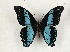  ( - CTBB-3243)  @11 [ ] Copyright © (1991) Th. Bouyer Research Collection of Thierry Bouyer