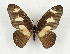  (Graphium ucalegon - CTBB-3255)  @11 [ ] Copyright © (2003) Th. Bouyer Research Collection of Thierry Bouyer