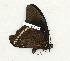  ( - CTBB-3274)  @11 [ ] Copyright © (2018) Th. Bouyer Research Collection of Thierry Bouyer
