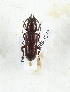  ( - CTBB-3377)  @11 [ ] Copyright © (2021) Th. Bouyer Research Collection of Thierry Bouyer