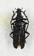  ( - CTBB-3509)  @11 [ ] Copyright © (2021) Th. Bouyer Research Collection of Thierry Bouyer