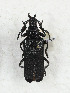  ( - CTBB-3510)  @11 [ ] Copyright © (2021) Th. Bouyer Research Collection of Thierry Bouyer