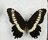  ( - CTBB-3533)  @11 [ ] Copyright © (2021) Th. Bouyer Research Collection of Thierry Bouyer