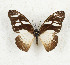  ( - CTBB-3547)  @11 [ ] Copyright © (2021) Th. Bouyer Research Collection of Thierry Bouyer