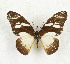  ( - CTBB-3548)  @11 [ ] Copyright © (2021) Th. Bouyer Research Collection of Thierry Bouyer