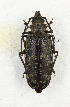  ( - CTBB-3557)  @11 [ ] Copyright © (2021) Th. Bouyer Research Collection of Thierry Bouyer