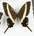  (Graphium illyris - CTBB-3589)  @11 [ ] Copyright © (2023) Th. Bouyer Research Collection of Thierry Bouyer