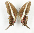  (Graphium kirbyi - CTBB-3602)  @11 [ ] Copyright © (2023) Th. Bouyer Research Collection of Thierry Bouyer