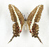  ( - CTBB-3603)  @11 [ ] Copyright © (2023) Th. Bouyer Research Collection of Thierry Bouyer