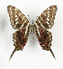  ( - CTBB-3605)  @11 [ ] Copyright © (2023) Th. Bouyer Research Collection of Thierry Bouyer