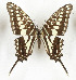  ( - CTBB-3607)  @11 [ ] Copyright © (2023) Th. Bouyer Research Collection of Thierry Bouyer