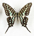  ( - CTBB-3609)  @11 [ ] Copyright © (2023) Th. Bouyer Research Collection of Thierry Bouyer