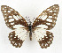  (Graphium philonoe - CTBB-3610)  @11 [ ] Copyright © (2023) Th. Bouyer Research Collection of Thierry Bouyer