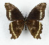  (Papilio chrapkowskii - CTBB-3614)  @11 [ ] Copyright © (2023) Th. Bouyer Research Collection of Thierry Bouyer